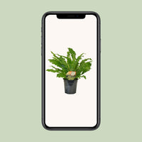 Asplenium nidus 'Campio' - Ø17cm - ↕50cm