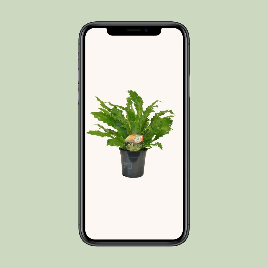 Asplenium nidus 'Campio' - Ø17cm - ↕50cm