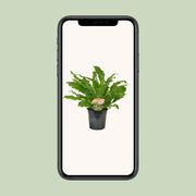 Asplenium nidus 'Campio' - Ø17cm - ↕50cm