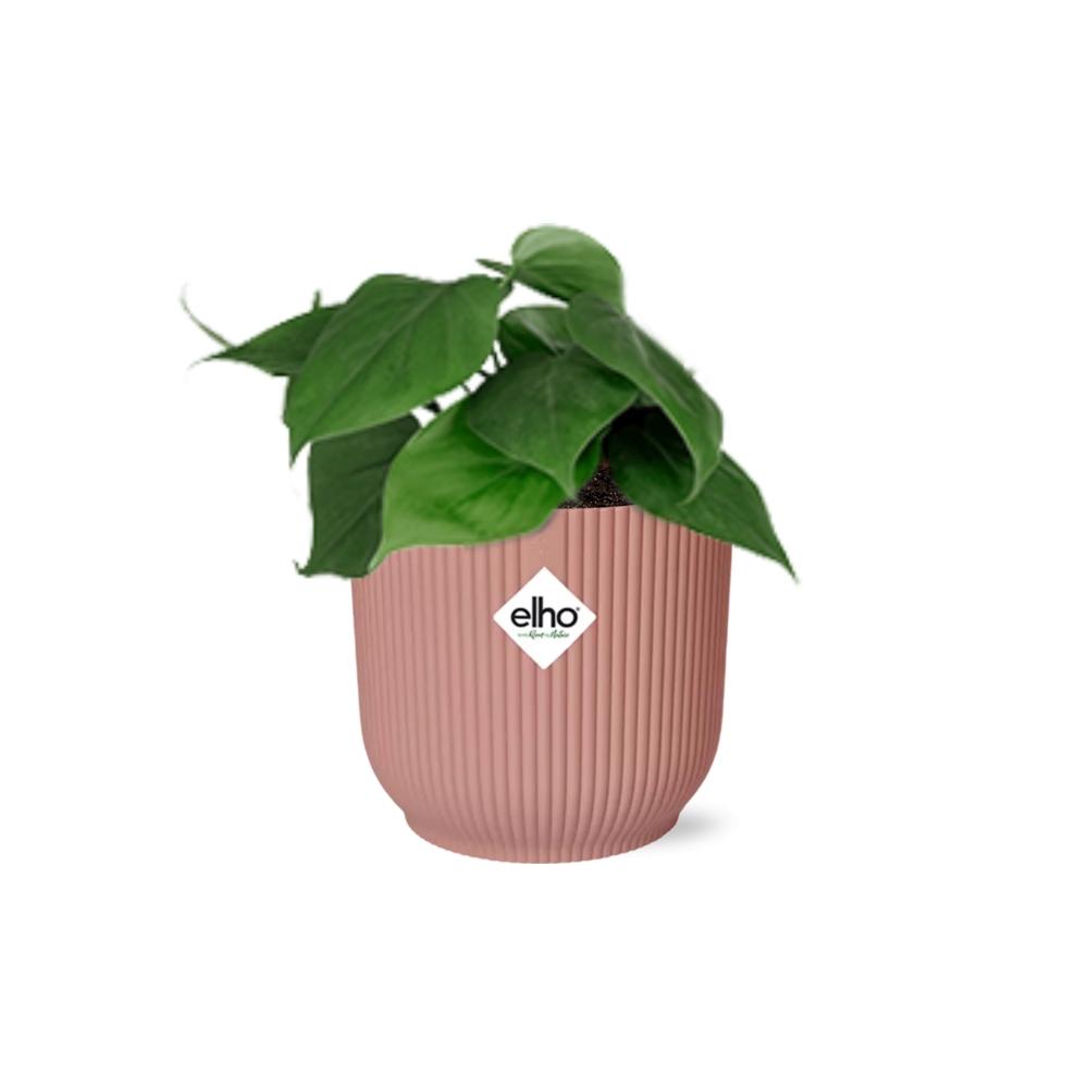 Philodendron scandens in ELHO Vibes Fold, Pink, Ø14cm ↕15cm