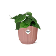 Philodendron scandens in ELHO Vibes Fold, Pink, Ø14cm ↕15cm