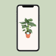 Alocasia cucullata (Orecchio d'Elefante) - Ø21cm - ↕80cm