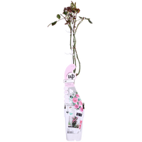 Rosa 'Crazy in love', Rosa - 3 piante - Ø15cm - ↨65cm