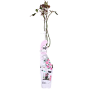 Rosa 'Crazy in love', Pink - 3 pieces - ↨65cm - Ø15