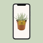 Load image into Gallery viewer, Senecio scaposus - Ø10,5cm - ↕15cm