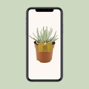 Senecio scaposus - Ø10,5cm - ↕15cm