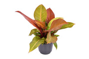 Philodendron erubescens 'Prince Of Orange' - Ø19cm - ↕60cm