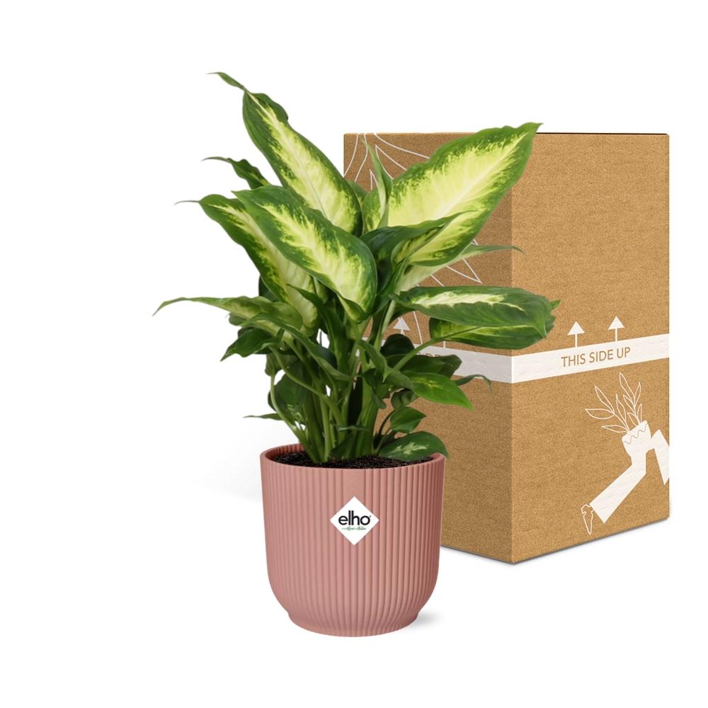 Dieffenbachia seguine ‘Camilla’ – ELHO Vibes Fold, Pink – Ø14cm - ↕30-40cm