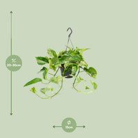 Epipremnum pinnatum 'Marble Queen' (Scindapsus) - Ø15cm - ↕25cm