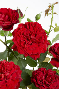 Rosa 'Crazy in love Red', Rossa - 3 piante - Ø15 - ↨65cm