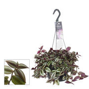 Tradescantia zebrina 'Purpusii' - Ø17cm - ↕30cm