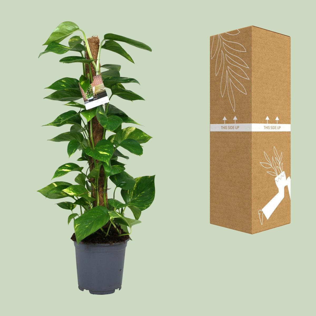 Epipremnum (Scindapsus) - Ø19cm - ↕80cm