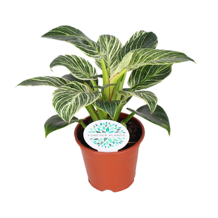 Philodendron erubescens 'Birkin' - Ø14cm - ↕25cm