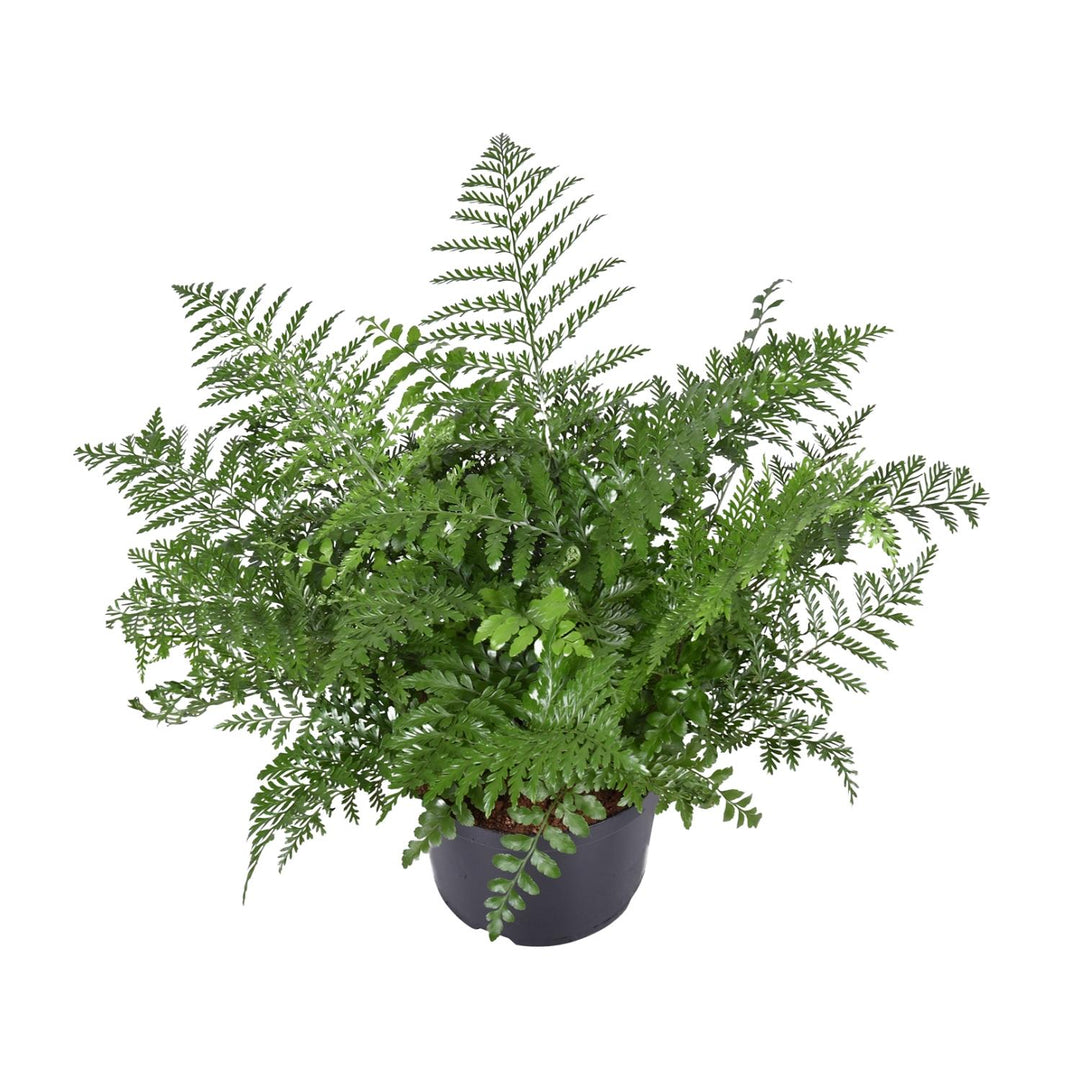 Asplenium parvati - Ø23cm - ↕55cm