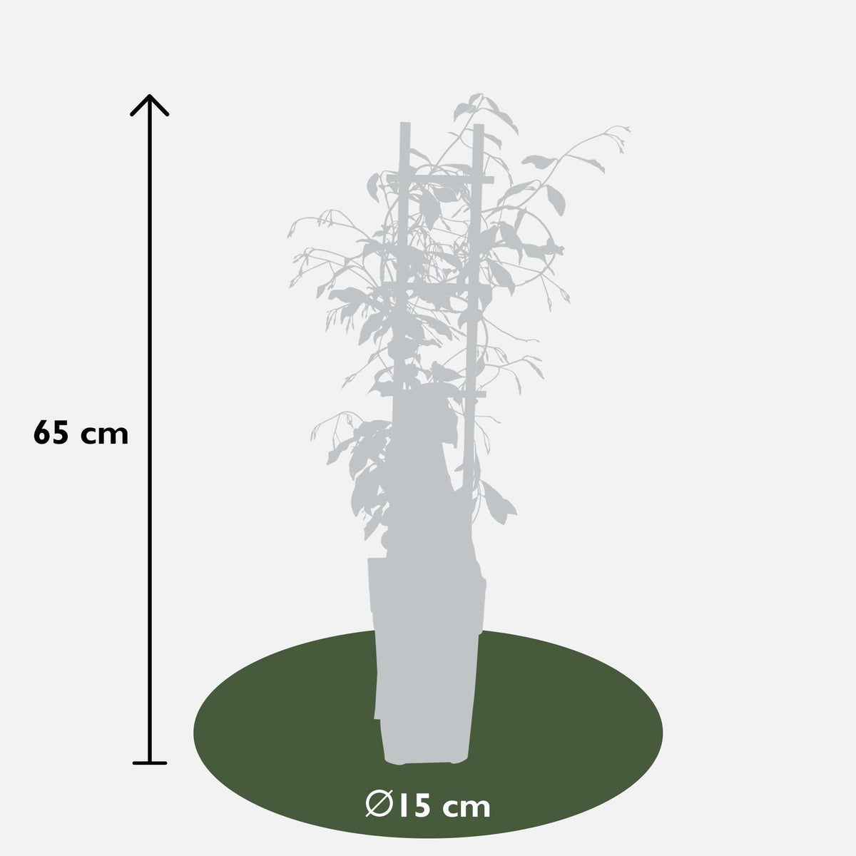 Trachelospermum 'Stella di Venezia' - Ø15cm - ↕65cm