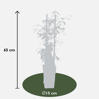 Trachelospermum 'Stella di Venezia' - Ø15cm - ↕65cm