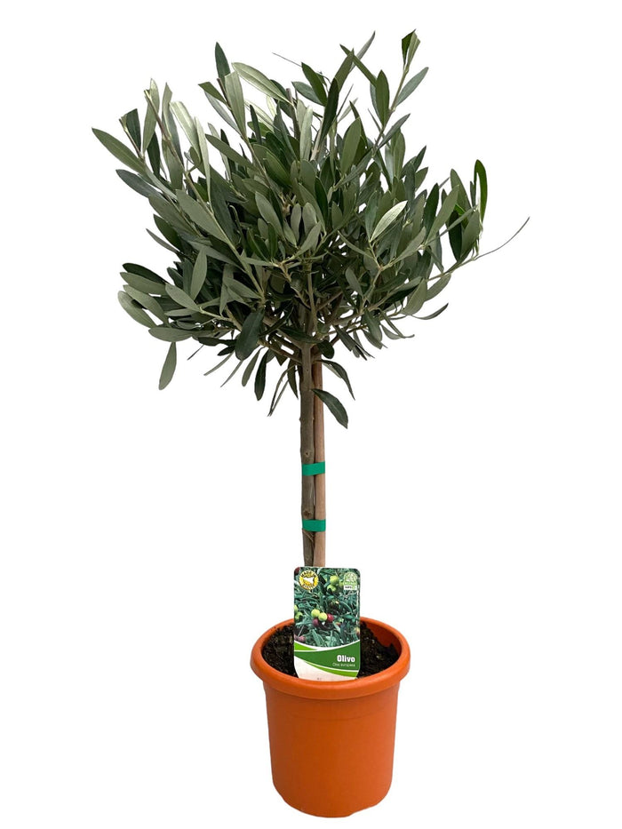Olea europaea (on stem) - Ø15cm - ↕60cm