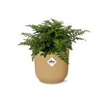 Load image into Gallery viewer, Asplenium parvati in ELHO Vibes Fold Pot, Yellow, Ø14cm - ↕15cm