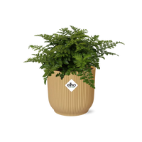 Asplenium parvati in vaso ELHO Vibes Fold, Giallo, Ø14cm - ↕15cm