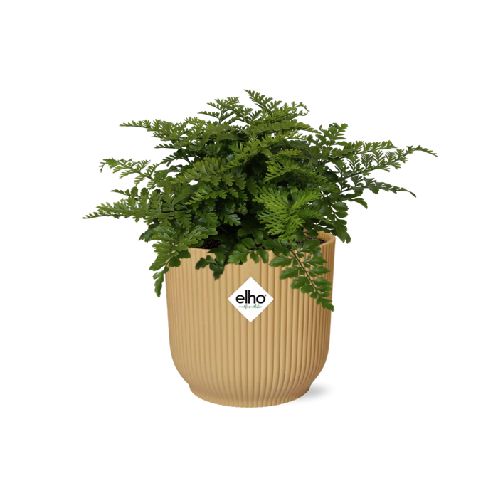Asplenium parvati in ELHO Vibes Fold Pot, Yellow, Ø14cm - ↕15cm