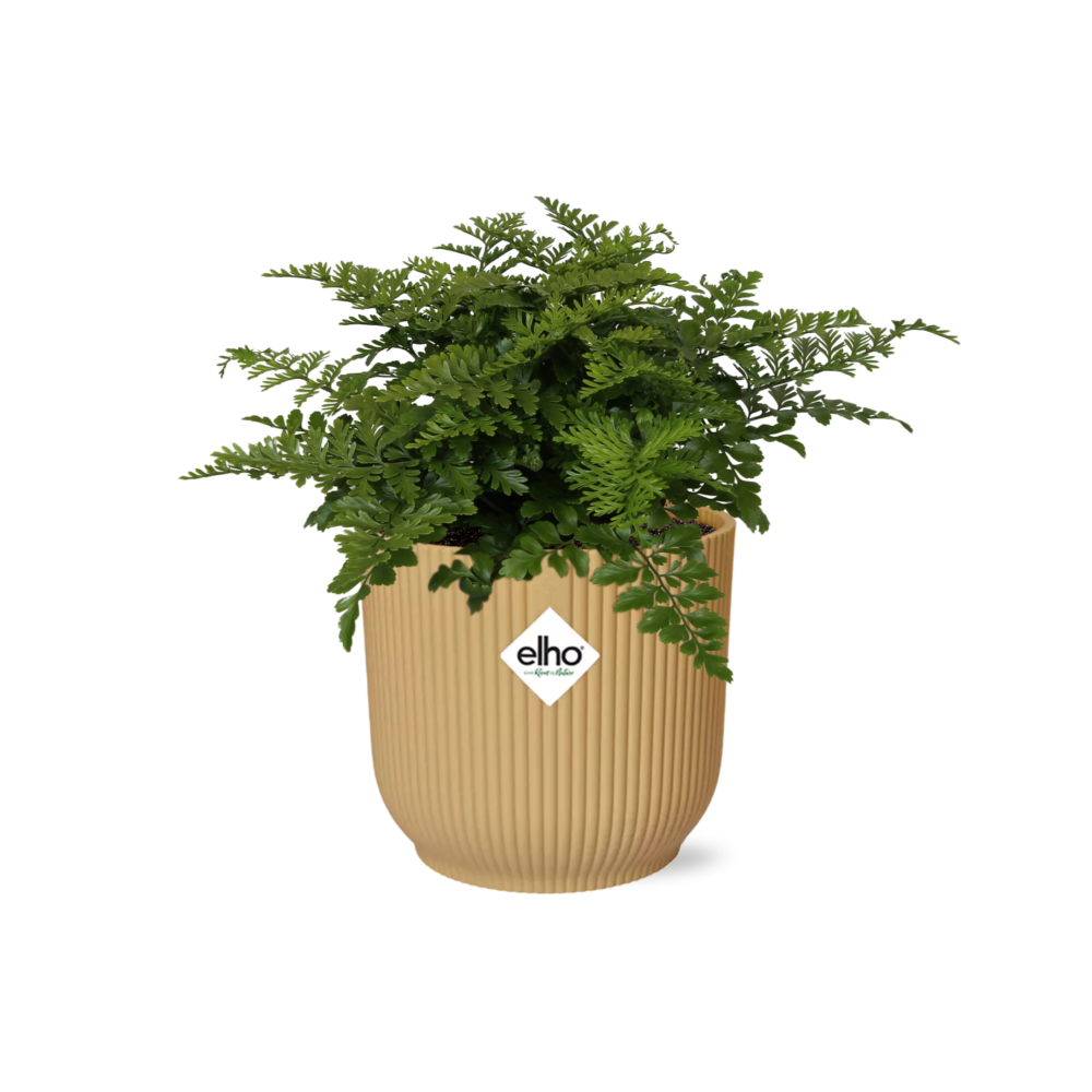 Asplenium parvati in ELHO Vibes Fold Pot, Yellow, Ø14cm - ↕15cm