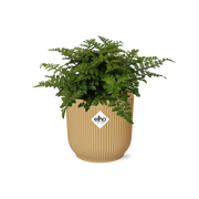 Asplenium parvati in ELHO Vibes Fold Pot, Yellow, Ø14cm - ↕15cm