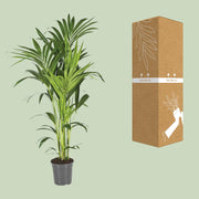 Howea Forsteriana (Kentia) - Ø21cm - ↕130cm