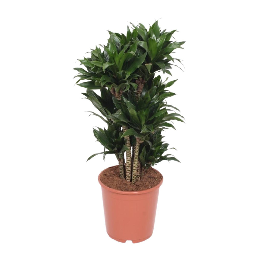 Dracaena fragrans 'Compacta' - Ø24cm - ↕80cm