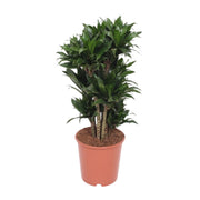 Dracaena fragrans 'Compacta' - Ø24cm - ↕80cm