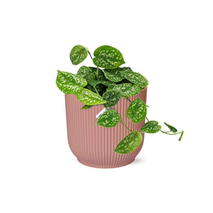 Scindapsus pictus ‘Argyraeus’ in ELHO Vibes Fold Pot, Pink, ø14cm ↕15cm
