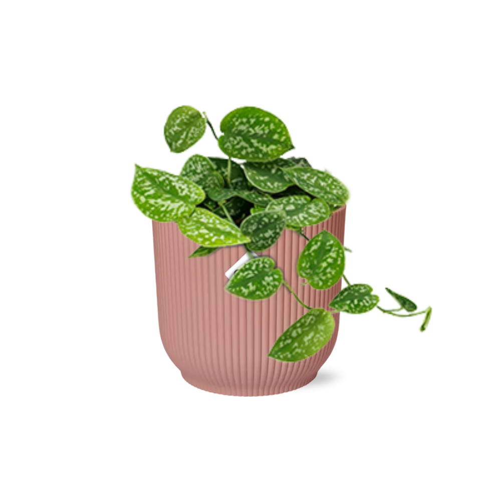 Scindapsus pictus ‘Argyraeus’ in ELHO Vibes Fold Pot, Pink, ø14cm ↕15cm