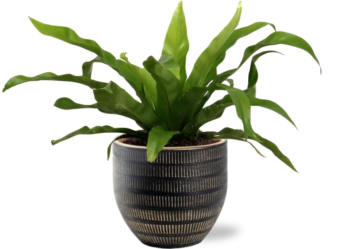 Asplenium antiquum - Ø12cm - ↕25cm in vaso Beau Pot, Nero, D14x13cm