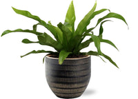 Asplenium antiquum - Ø12cm - ↕25cm in vaso Beau Pot, Nero, D14x13cm