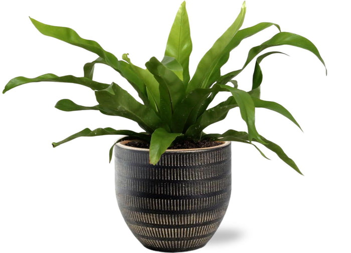 Asplenium antiquum - Ø12cm - ↕25cm +  Beau Pot, Black, D14x13cm