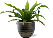 Asplenium antiquum - Ø12cm - ↕25cm +  Beau Pot, Black, D14x13cm
