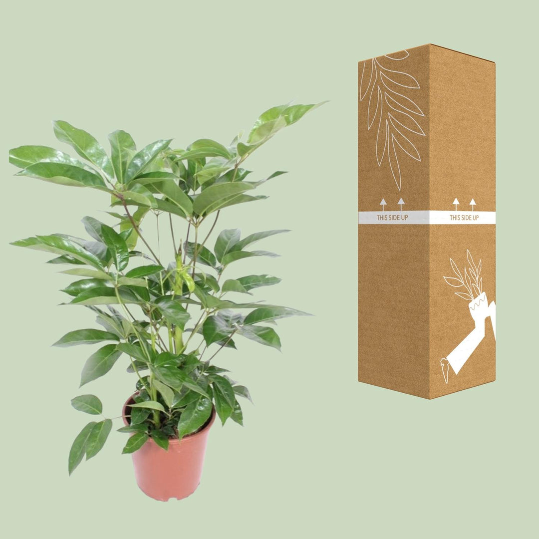 Schefflera actinophylla 'Amate' - Ø24cm - ↕100cm
