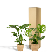 Tropical Duo + Pots - Strelitzia Nicolai - Ø19cm - ↕85cm + Monstera Deliciosa - Ø21cm - ↕75cm + Basket Selin