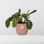 Load image into Gallery viewer, Maranta leuconeura ‘Fascinator’ Tricolor in ELHO Vibes Fold Pot, Pink, Ø14cm ↕25cm