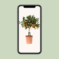 Citrus calamondin (Mandarino nano) - Ø22cm - ↕80cm