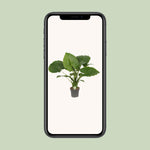 Load image into Gallery viewer, Alocasia gageana 'California' - Ø21cm - ↕80cm