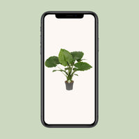 Alocasia gageana 'California' - Ø21cm - ↕80cm
