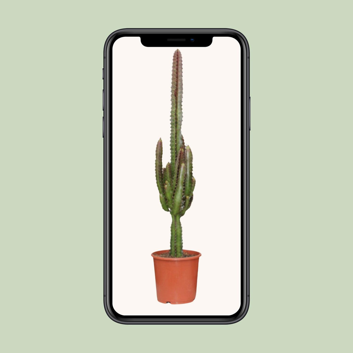 Euphorbia trigona 'Rubra' - Ø17cm - ↕70cm