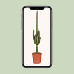 Carica l'immagine nel visualizzatore Galleria, Euphorbia trigona 'Rubra' - Ø17cm - ↕70cm
