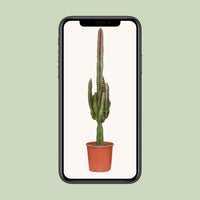 Euphorbia trigona 'Rubra' - Ø17cm - ↕70cm