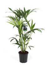Load image into Gallery viewer, Howea Forsteriana (Kentia) - Ø19cm - ↕80cm