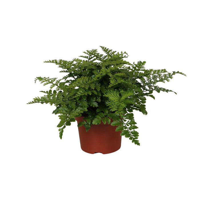 Asplenium parvati - Ø12cm - ↕25cm