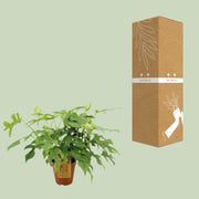 Monstera minima - Ø15cm - ↕25cm