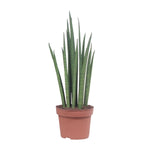 Load image into Gallery viewer, Sansevieria bacularis &#39;Mikado&#39; - Ø12cm - ↕40cm
