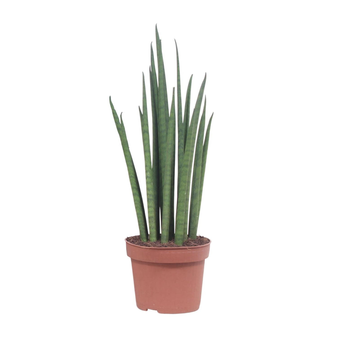 Sansevieria bacularis 'Mikado' - Ø12cm - ↕40cm