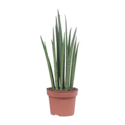 Sansevieria bacularis 'Mikado' - Ø12cm - ↕40cm